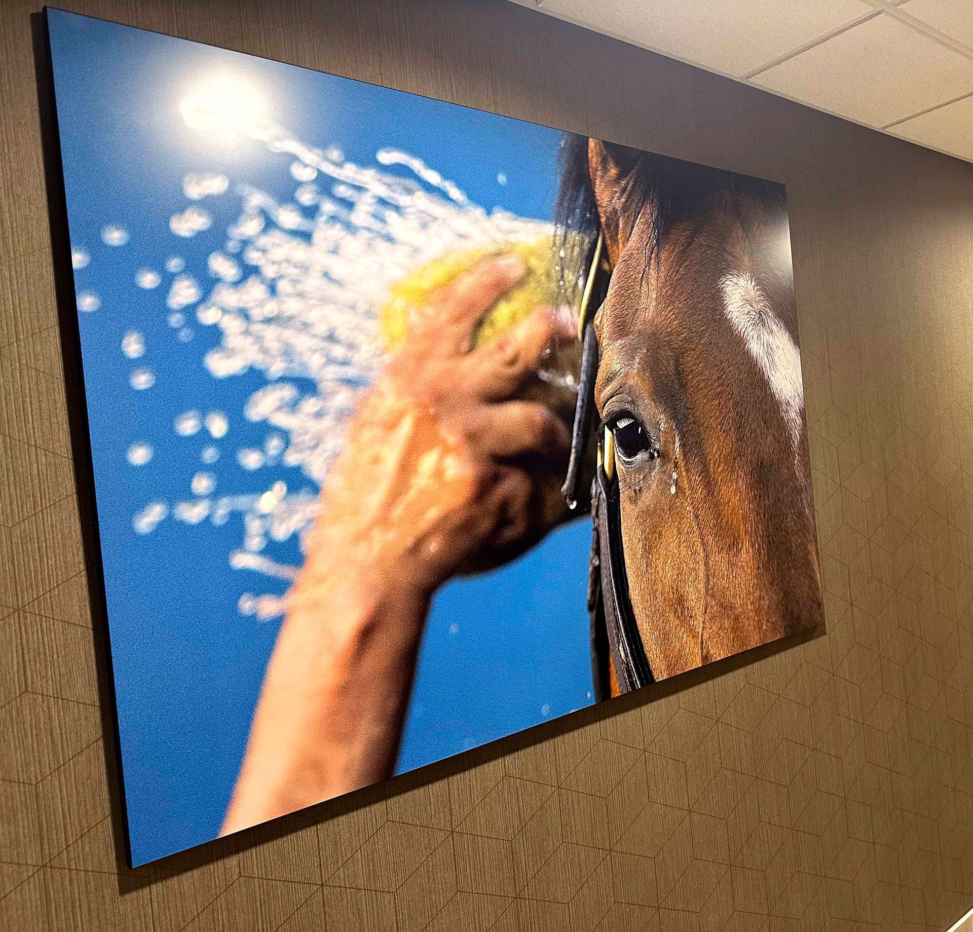 Close-up of a brown horse being washed with a sponge, water spraying on blue background.