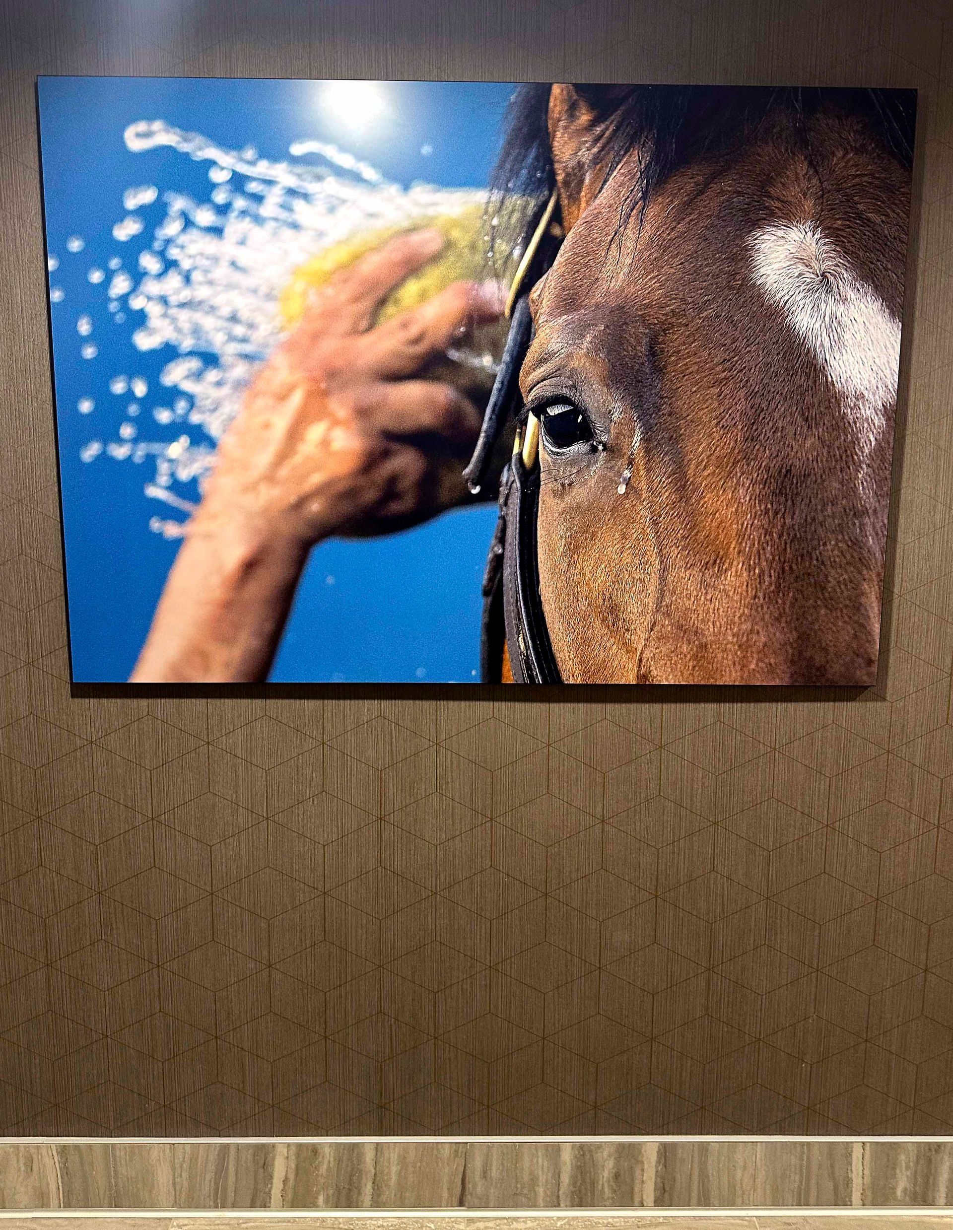 Hand washing a brown horse with blue background.