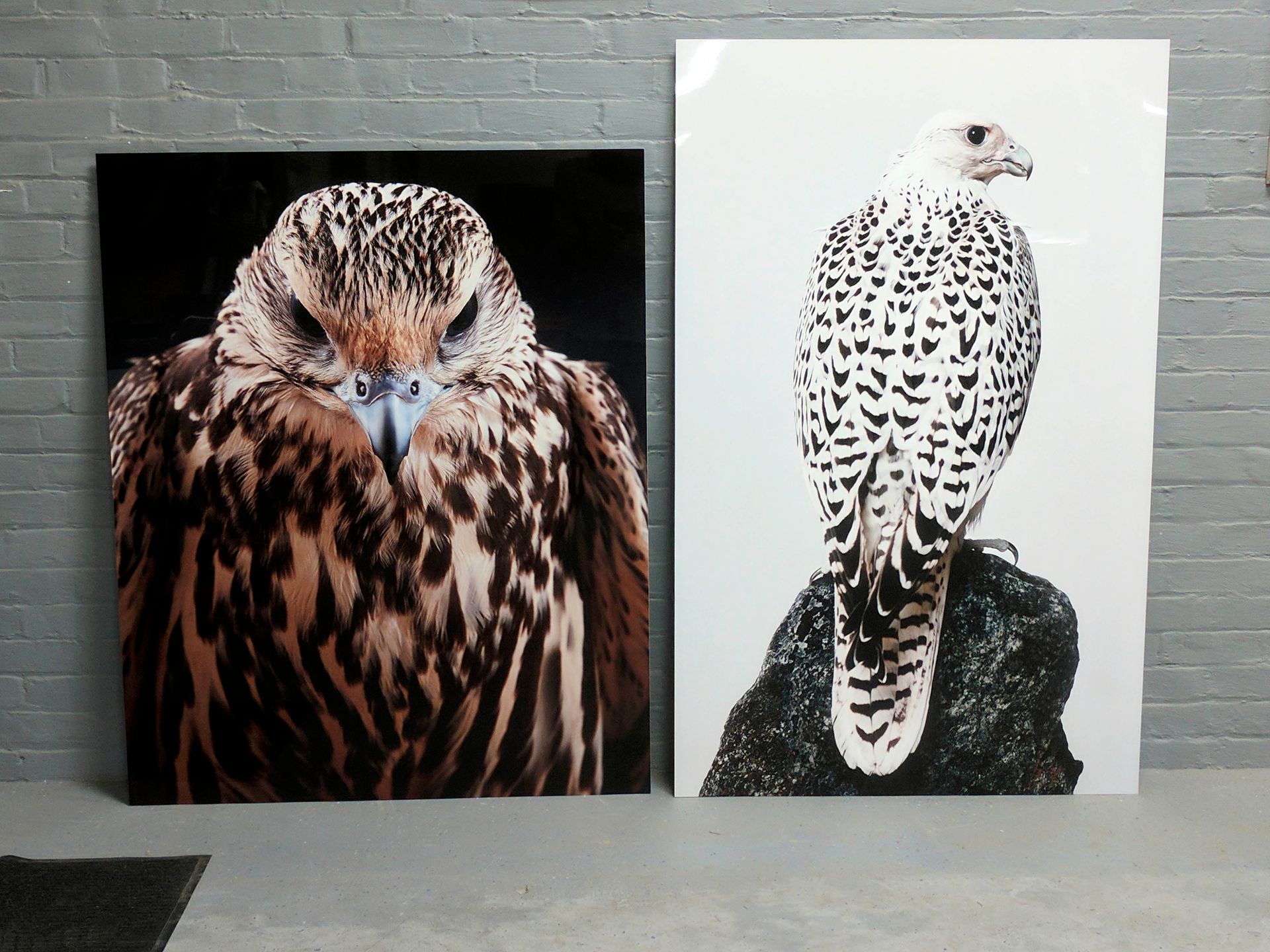 Two canvas prints of birds of prey: a brown hawk against black and a white falcon on a rock.