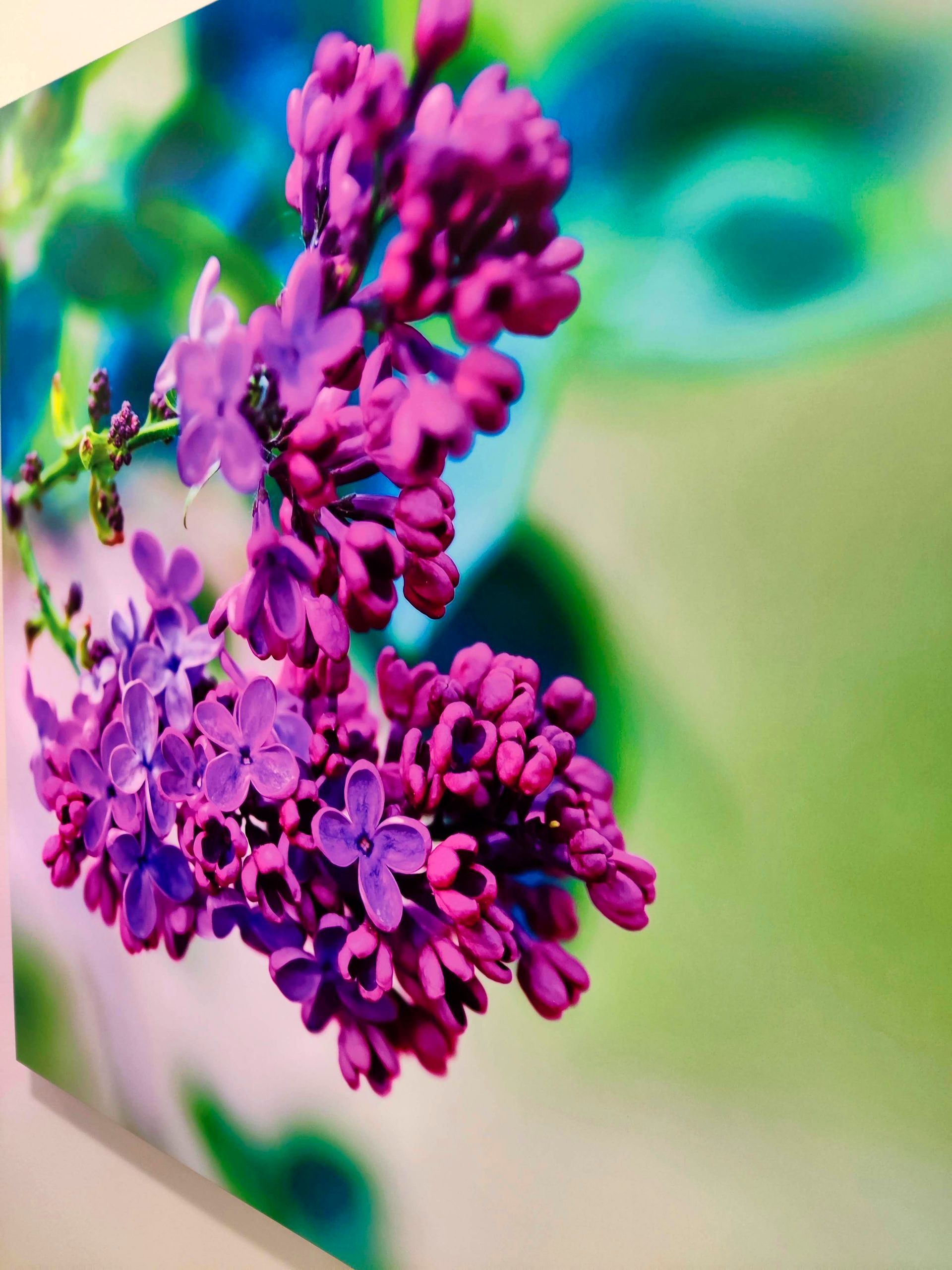 Close-up of purple lilac flowers in bloom against a soft green and blue background.