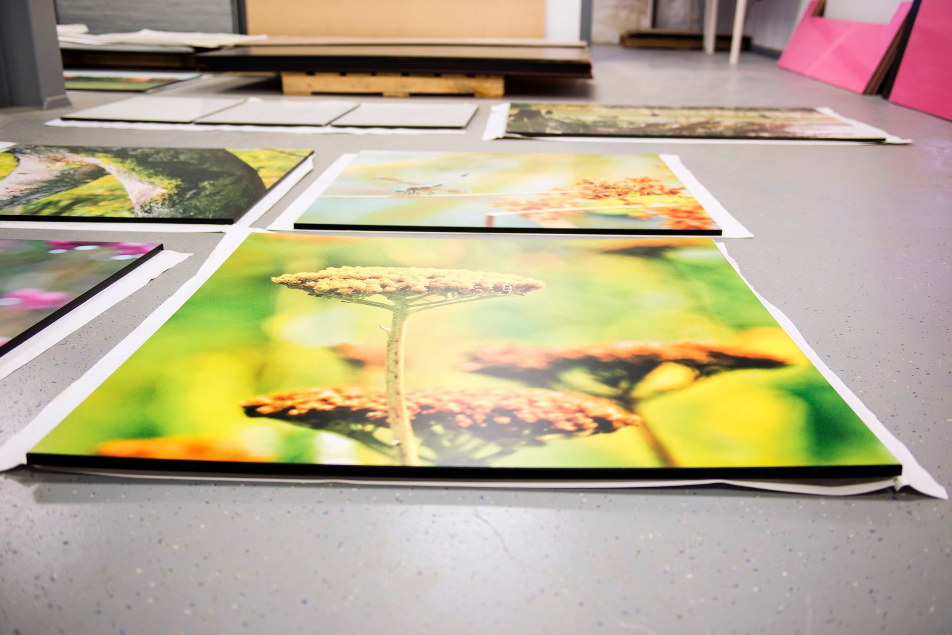 Artwork prints laid out on a gray floor, featuring colorful nature scenes, close-up of flowers.