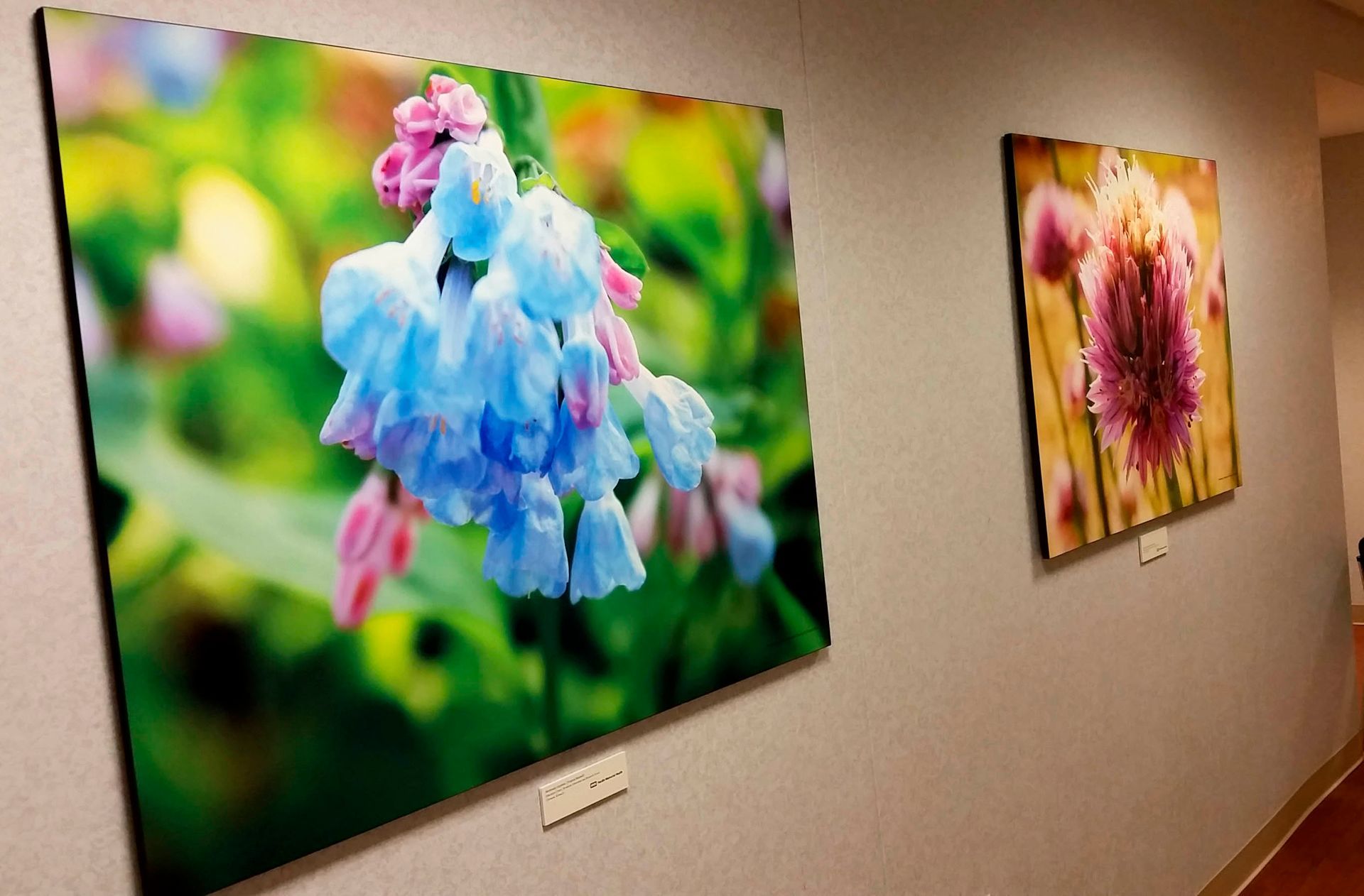 Two framed floral photographs hang on a white wall in a hallway. The left one is blue and pink; the right is pink.
