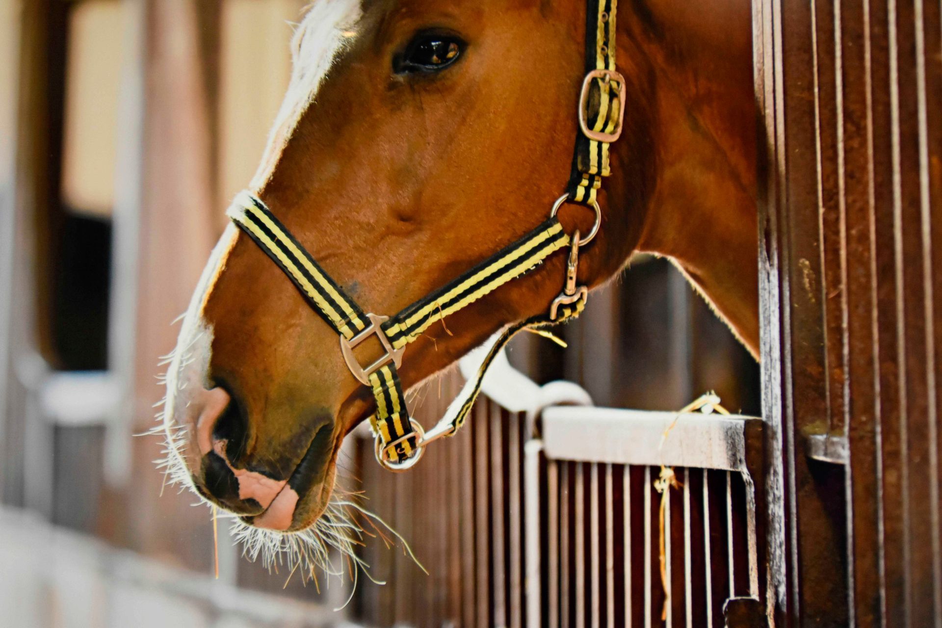 Horse with a brown coat wearing a halter, peeking out of a wooden stall.