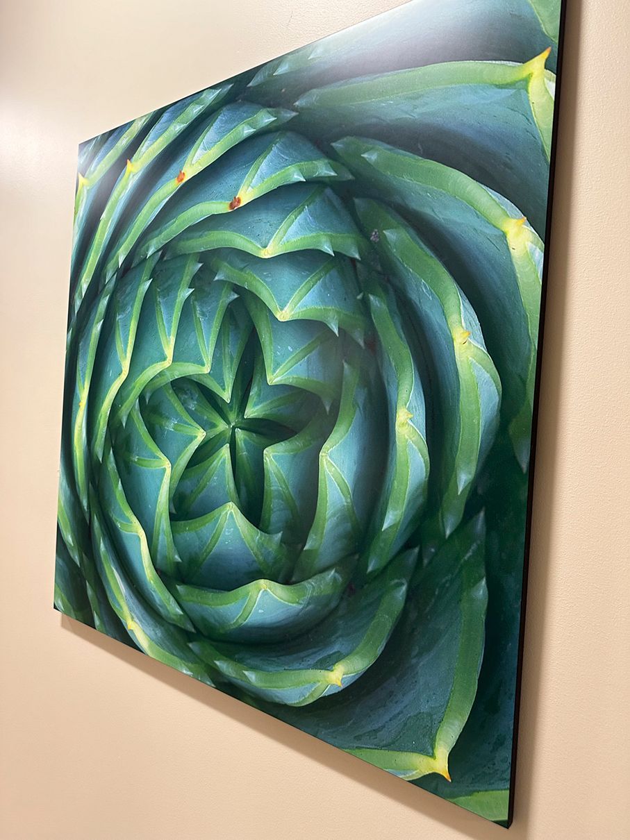 Close-up of a green succulent plant spiraling outwards, mounted on a wall.