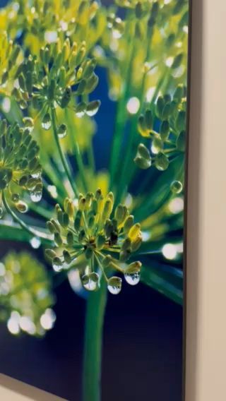 Close-up of a dill flower with water droplets against a dark blue background.