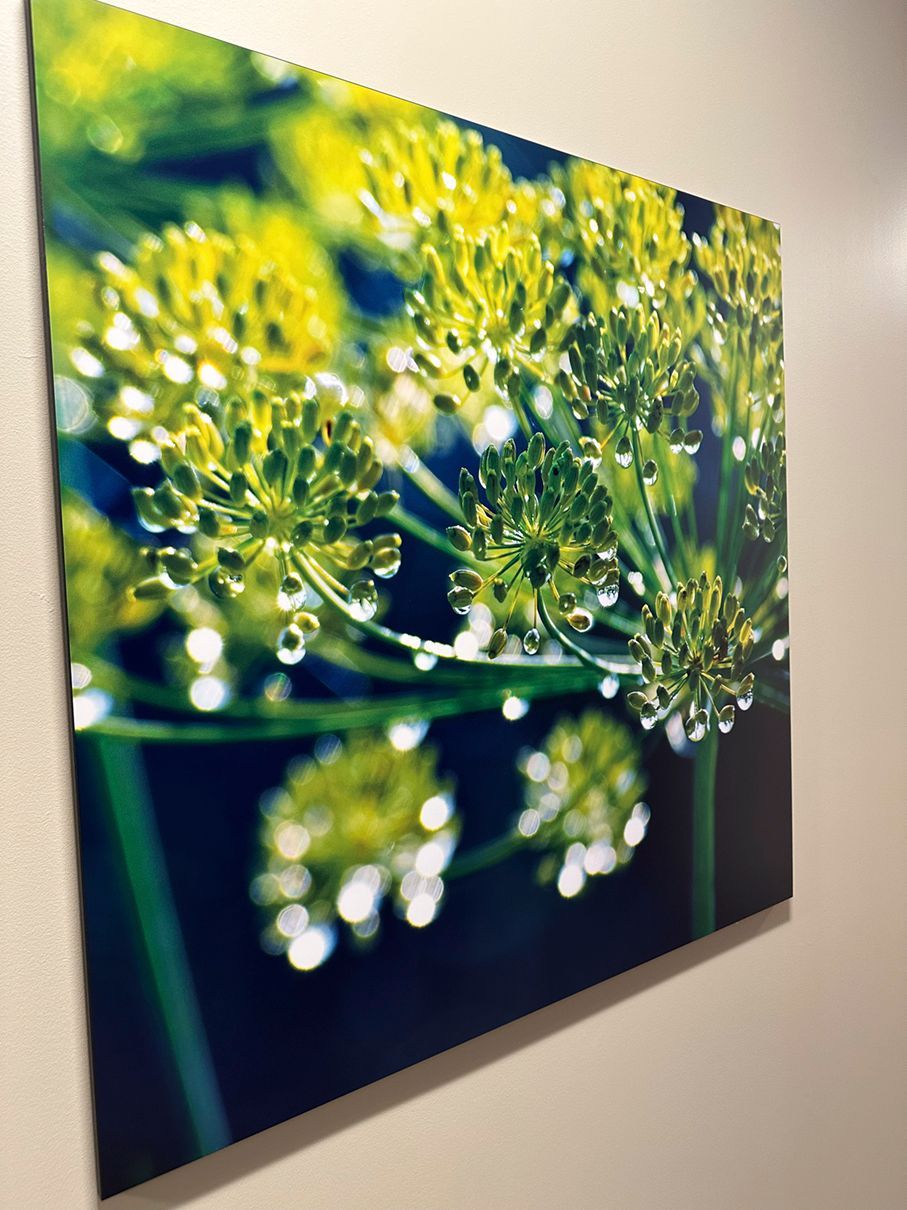 Close-up of yellow dill flowers with water droplets against a dark blue background.