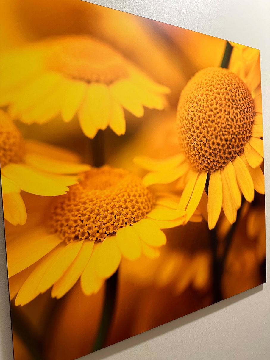 Close-up of yellow daisies with textured centers, against a blurry yellow background.