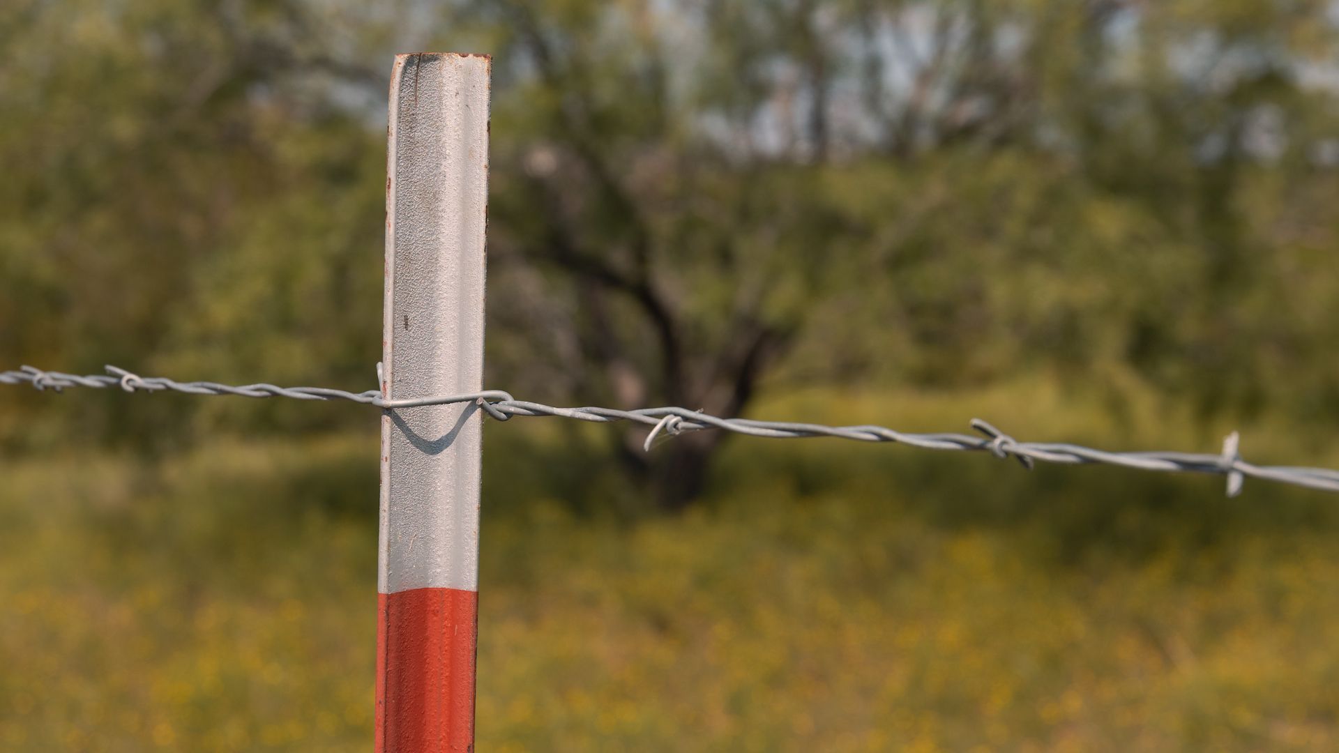 A weathered fence post with a strand of barbed wire, in a field with yellow grass and a blurred background of trees.