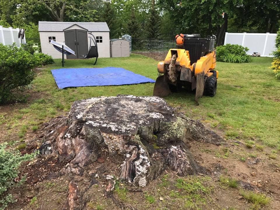 Tree stump removal service