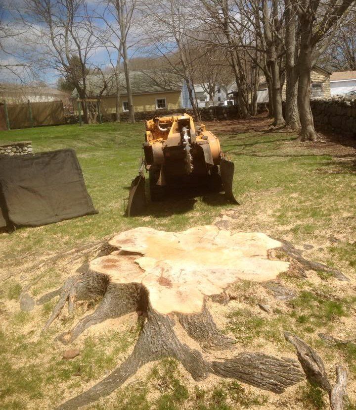 Tree stump grinding service