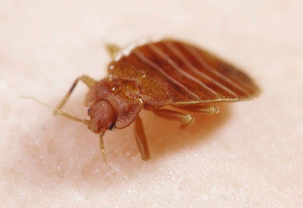 Bed Bugs Removal Pest Inspections Lexington Ky