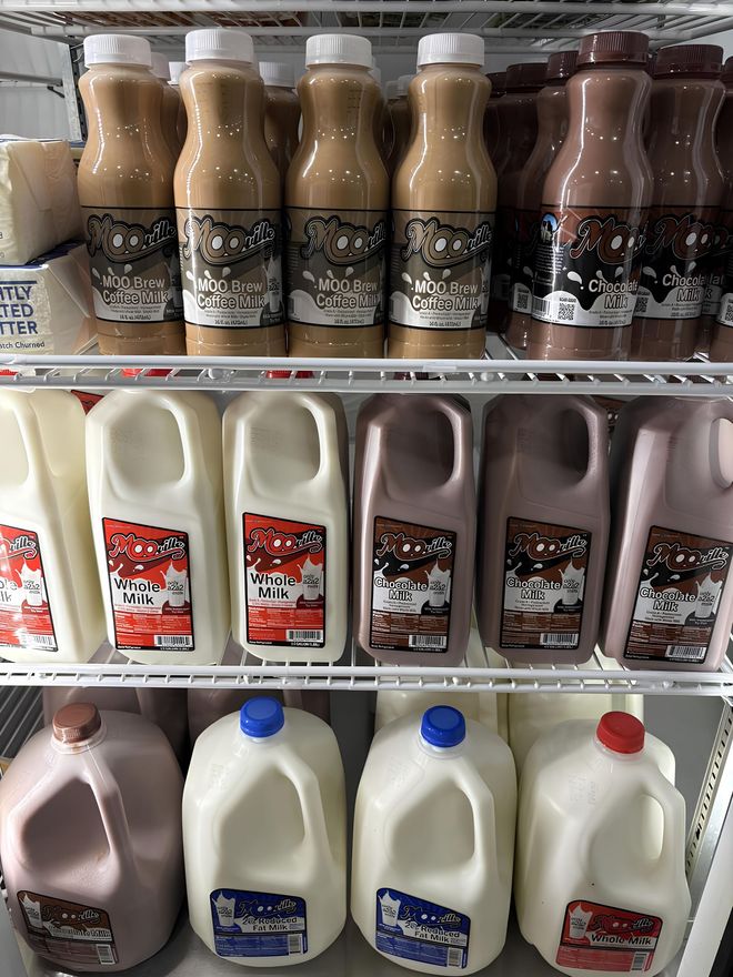 Bottles and jugs of chocolate and white milk in a refrigerator.