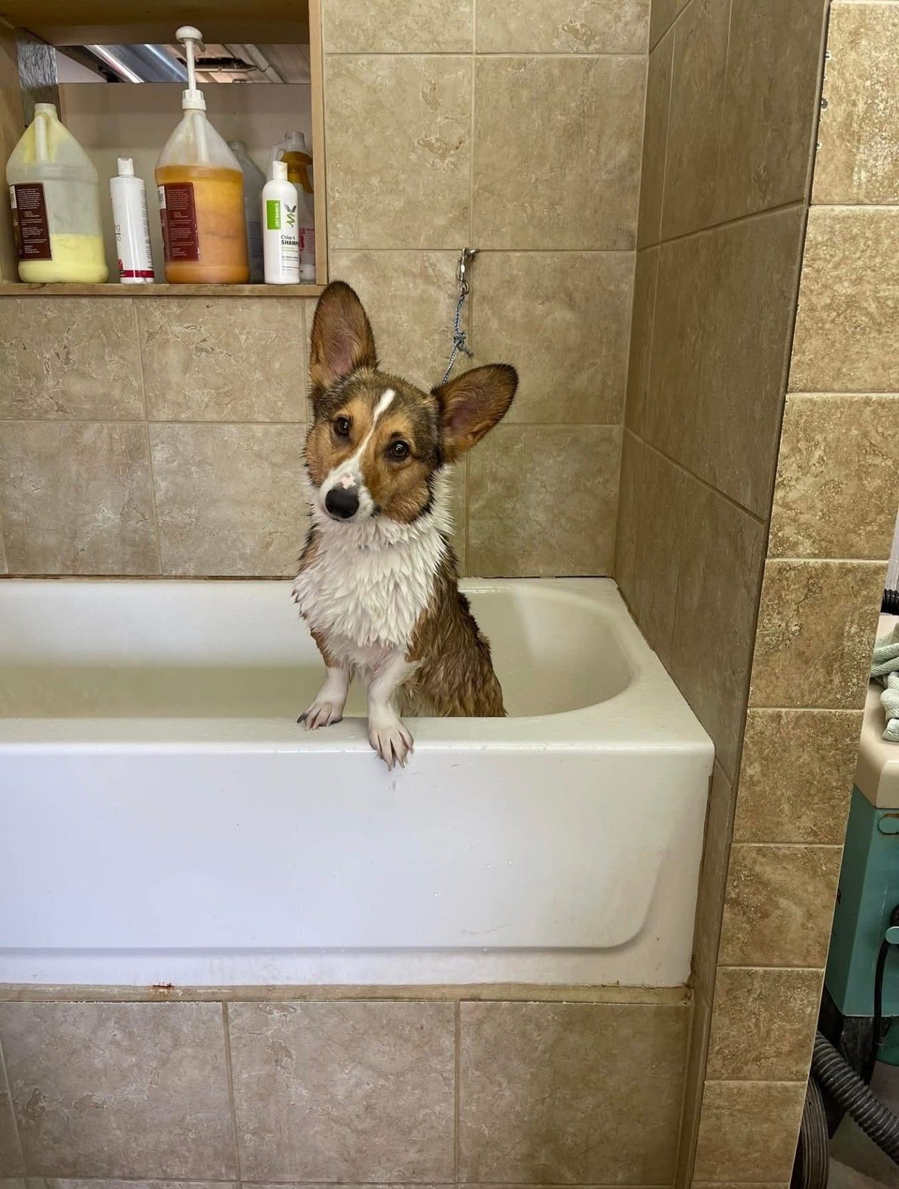 A woman is grooming a cocker spaniel with a clipper.