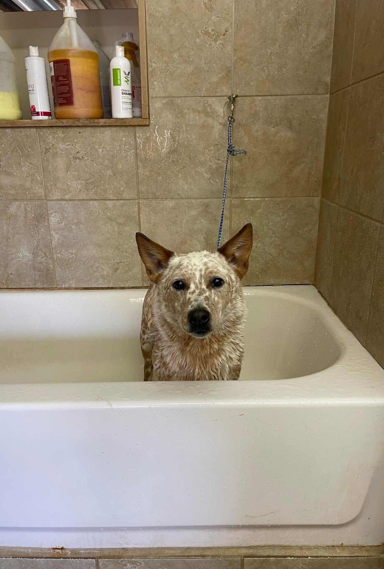A dog is taking a bath in a bathtub.