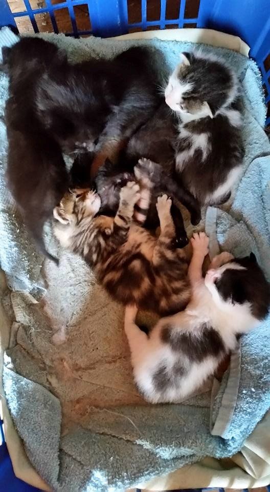 Kittens