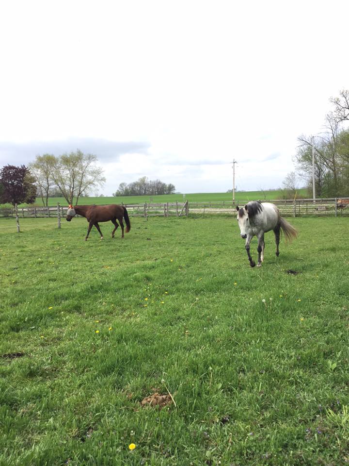 Two horses are standing in a grassy field.