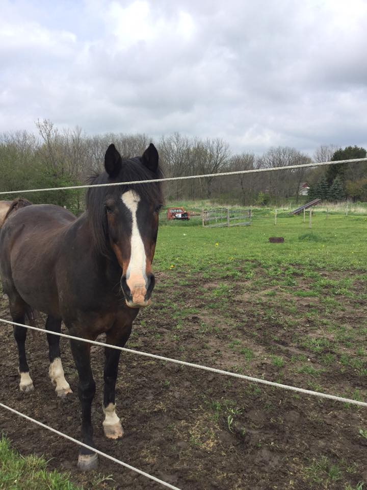 A horse is standing in a field behind a fence.