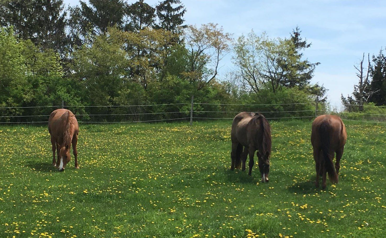 Three horses are grazing in a field of dandelions.