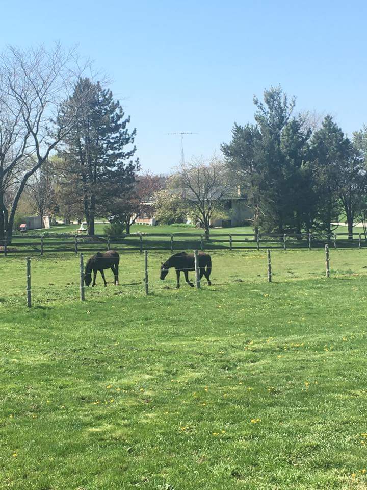 Playmate Kennels And Stables Gallery | Union Grove, WI