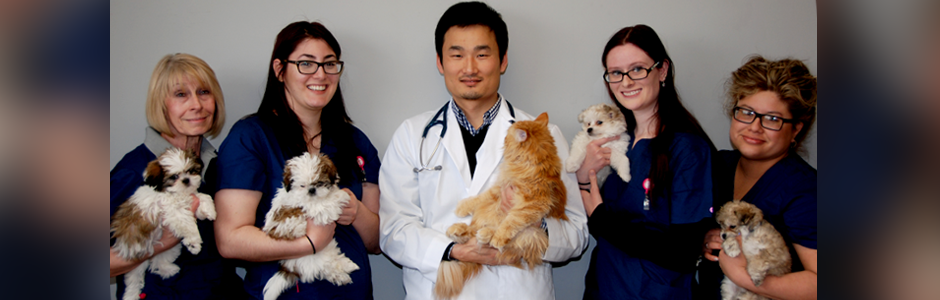 Veterinarian's team with cats and dogs
