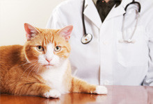Cat in veterinary office