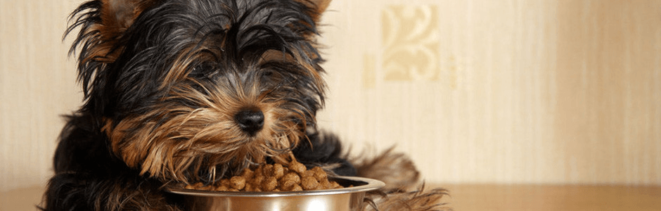 Pet perscription foods