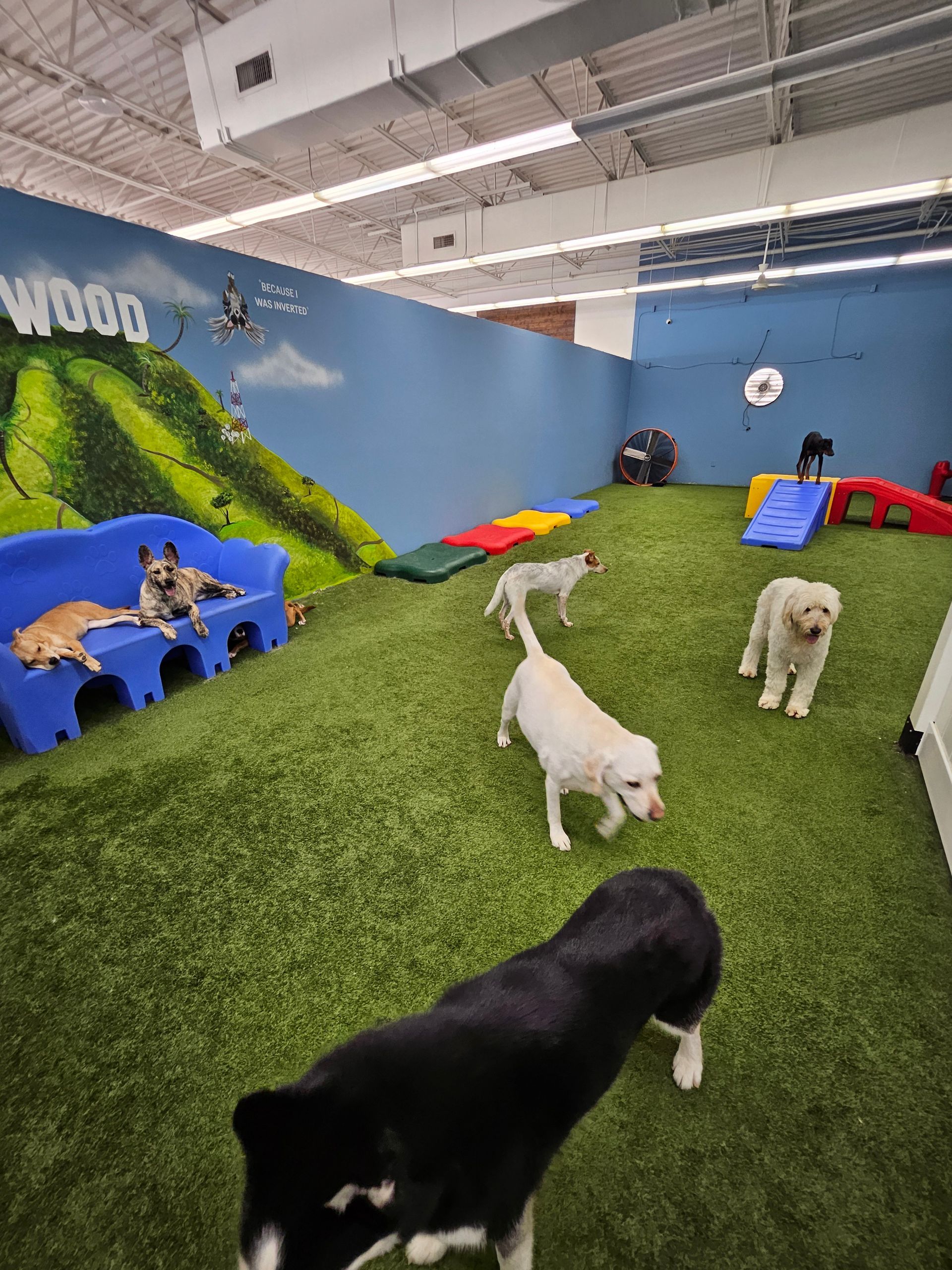 A woman is playing with a group of dogs in a room.