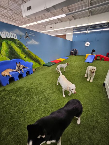 A woman is playing with a group of dogs in a room.