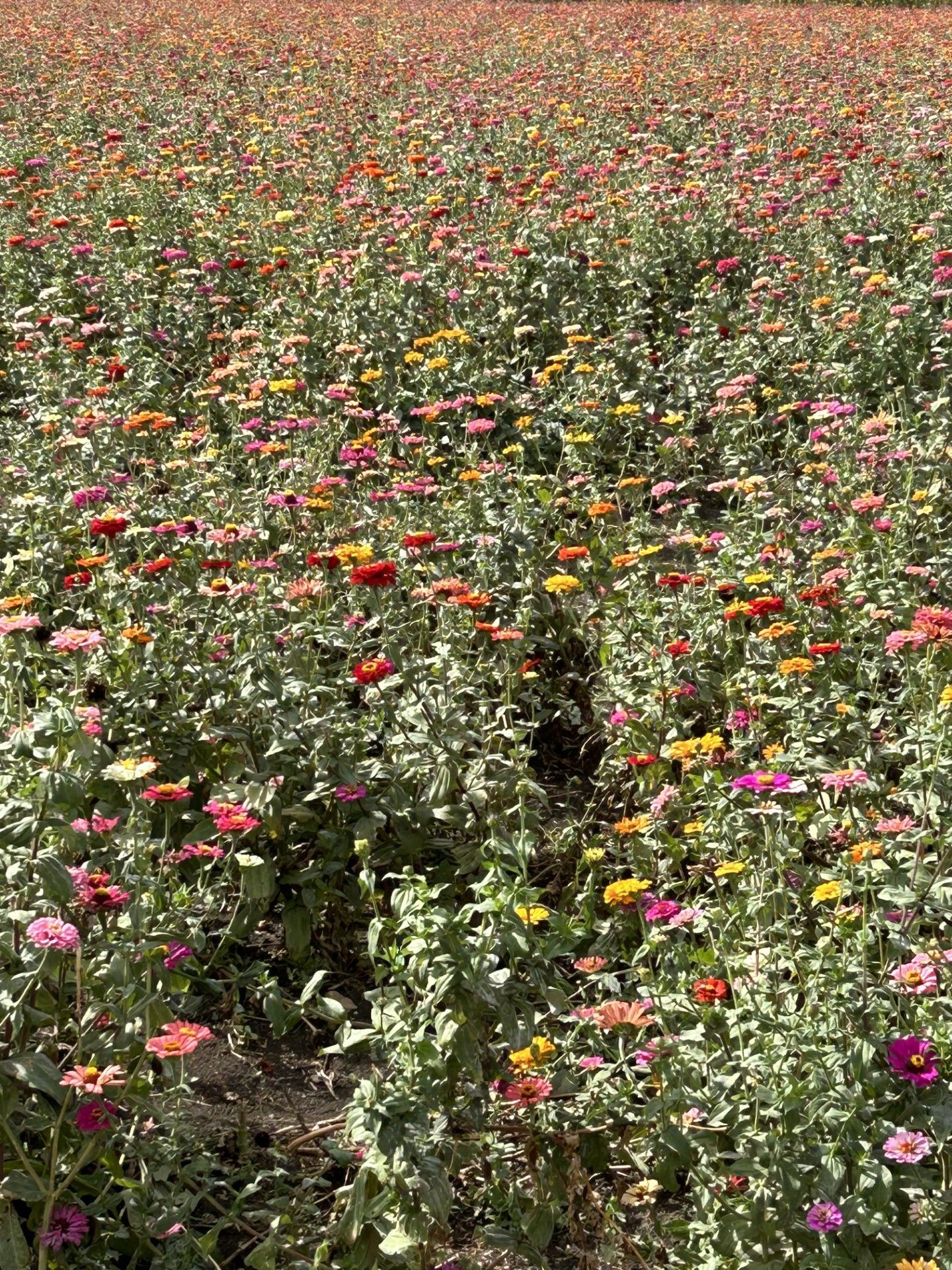 There are many different types of flowers in this field.