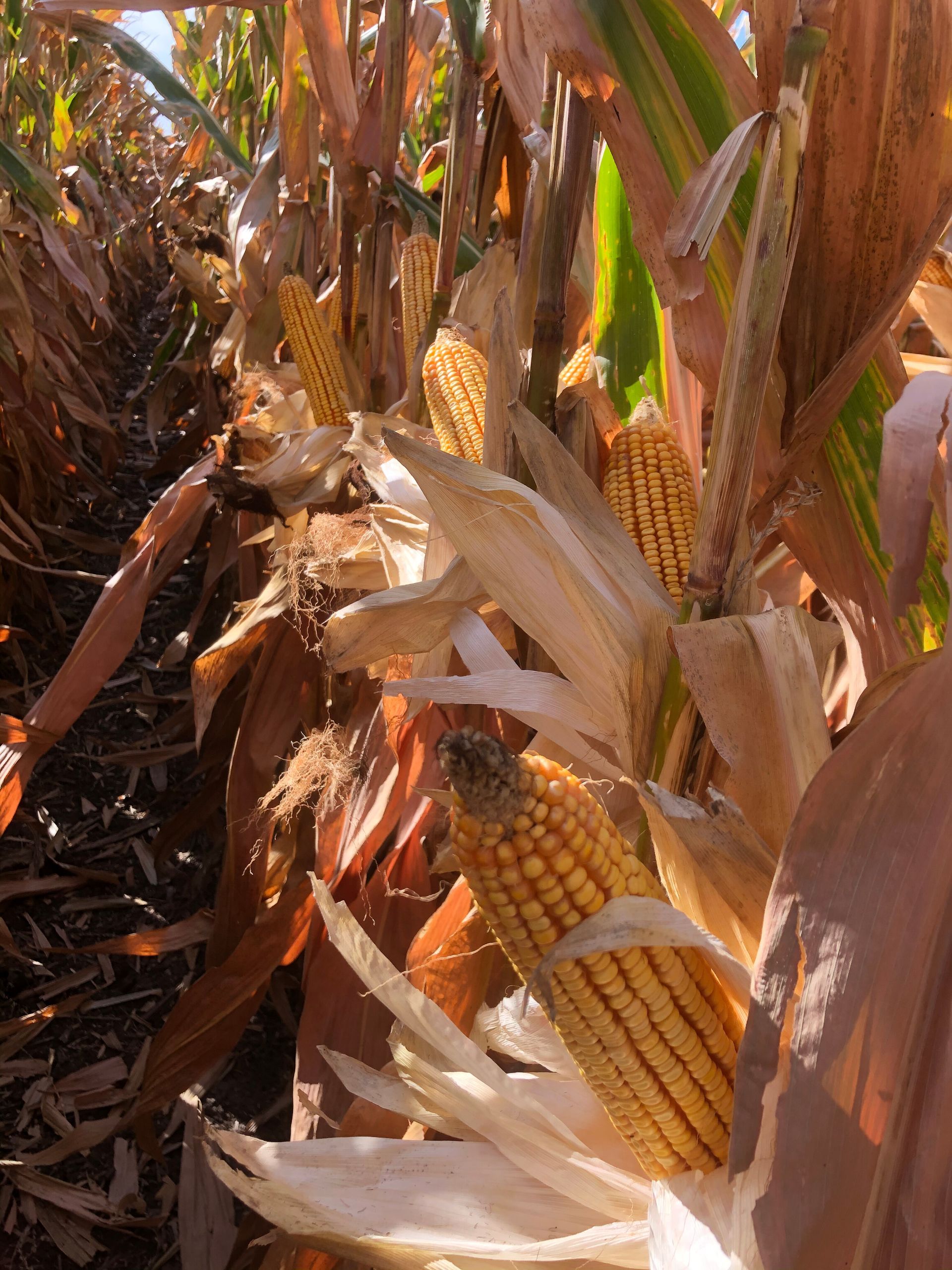A close up of corn on the cob in a field.