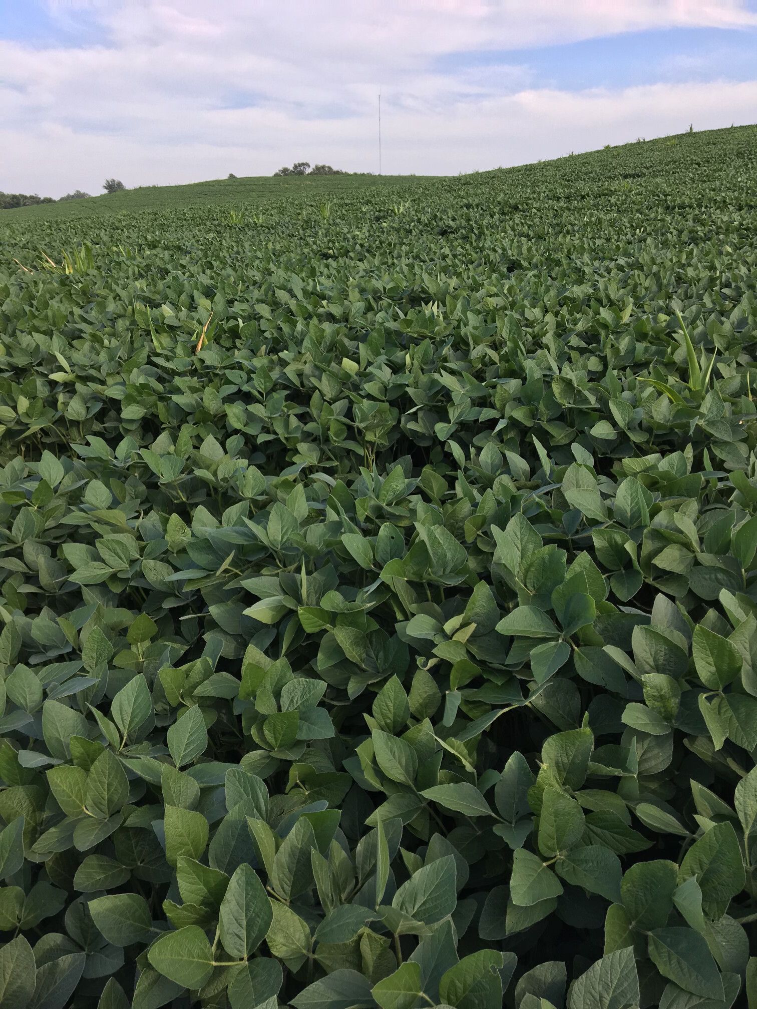 A field of green plants with a blue sky in the background.