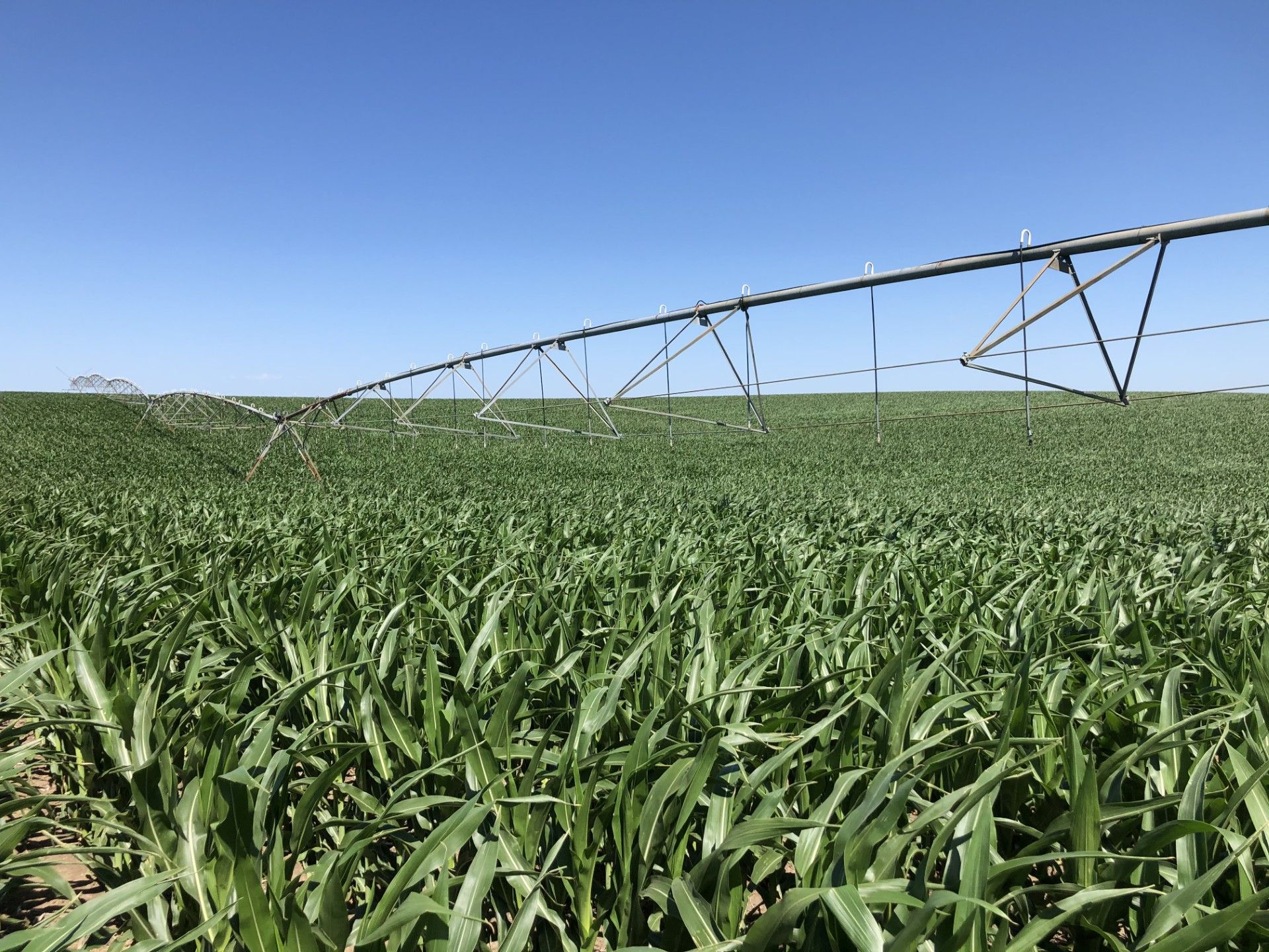 A field of green grass with a irrigation system in the background.