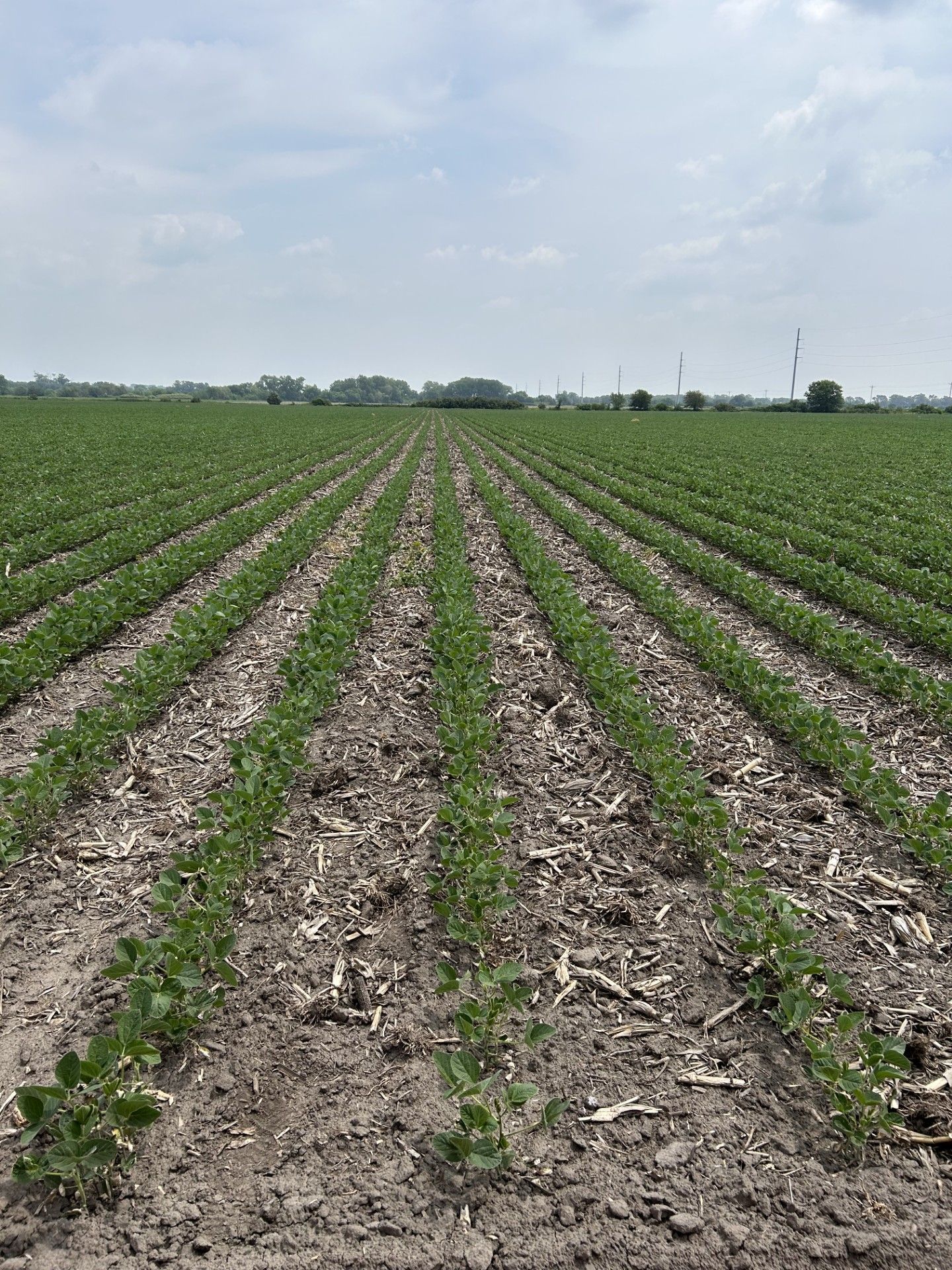Rows of plants growing in a field on a sunny day.