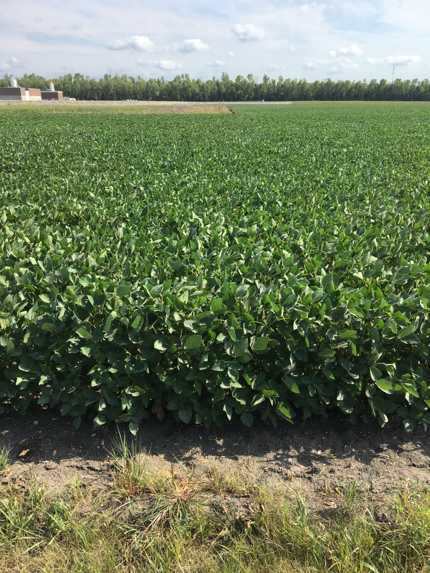 A field of green plants growing in the dirt on a sunny day.