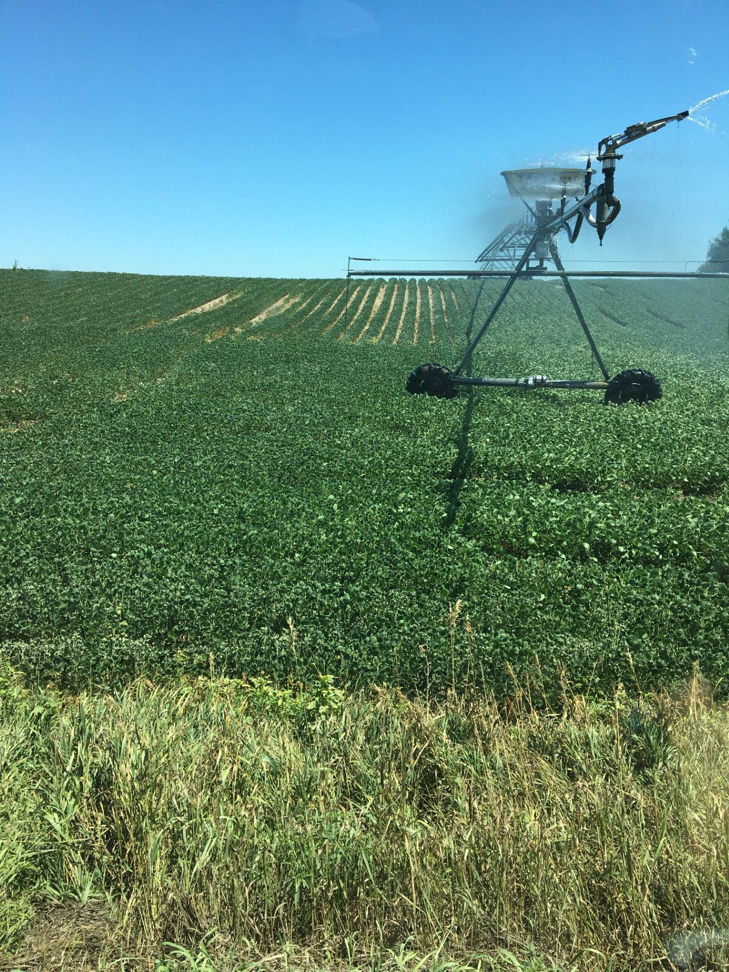A sprinkler is spraying water on a lush green field.