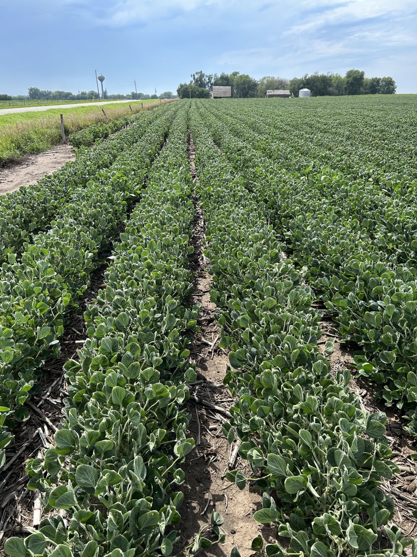 A field of green plants growing in rows on a sunny day.