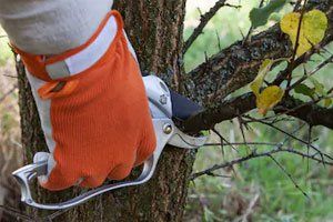 Tree Trimming Work