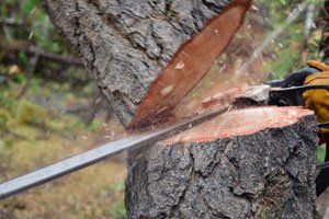Tree Removal Services