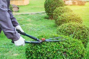 Ornamental Pruning