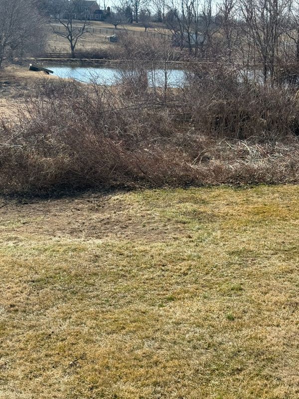 Grassy field with a pond in the distance, surrounded by trees and brush.