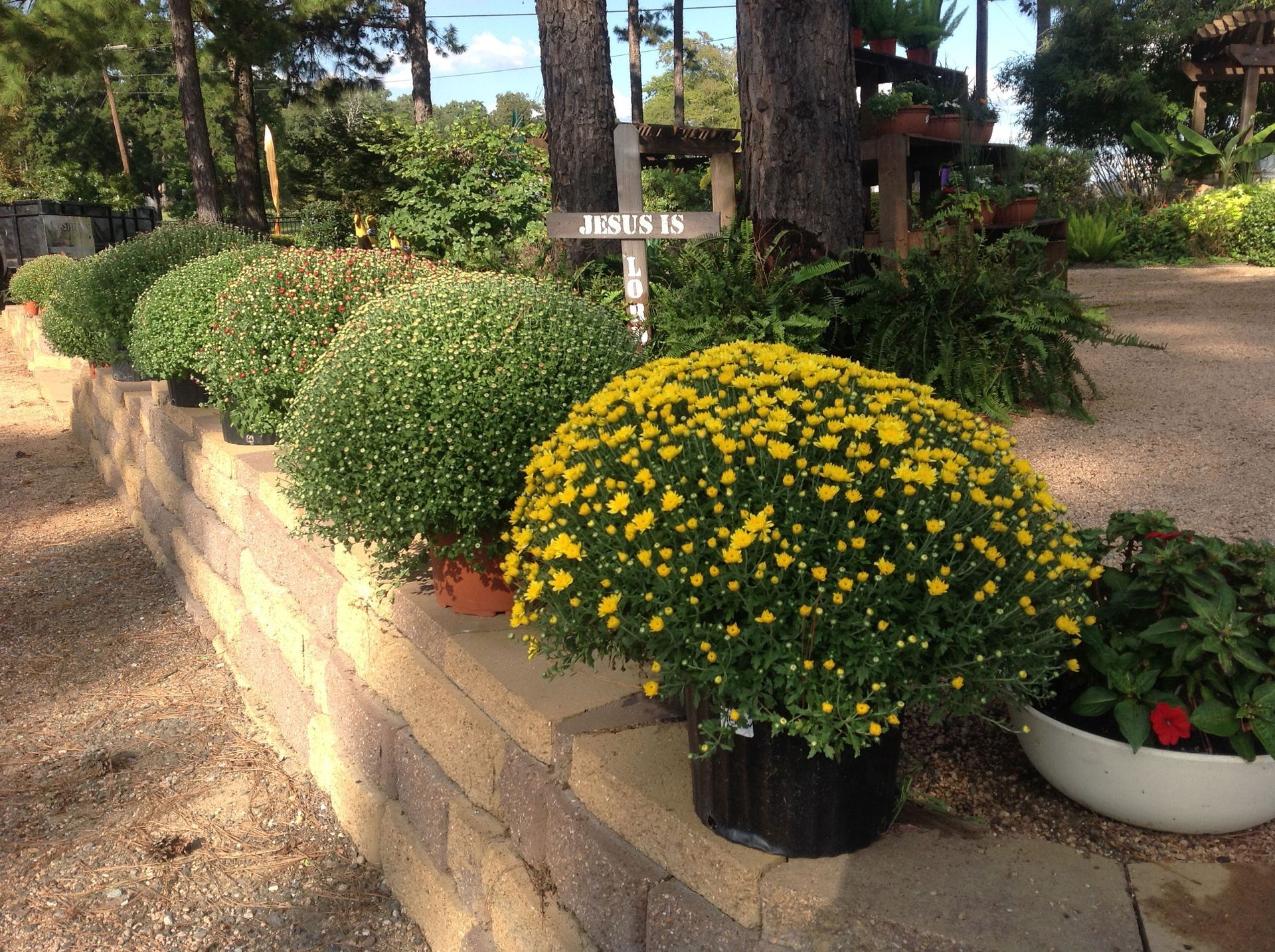 yellow-flowers-in-pots