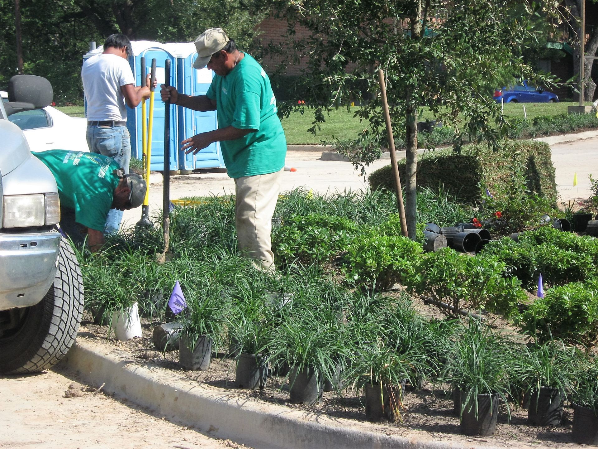 landscape plants being installed