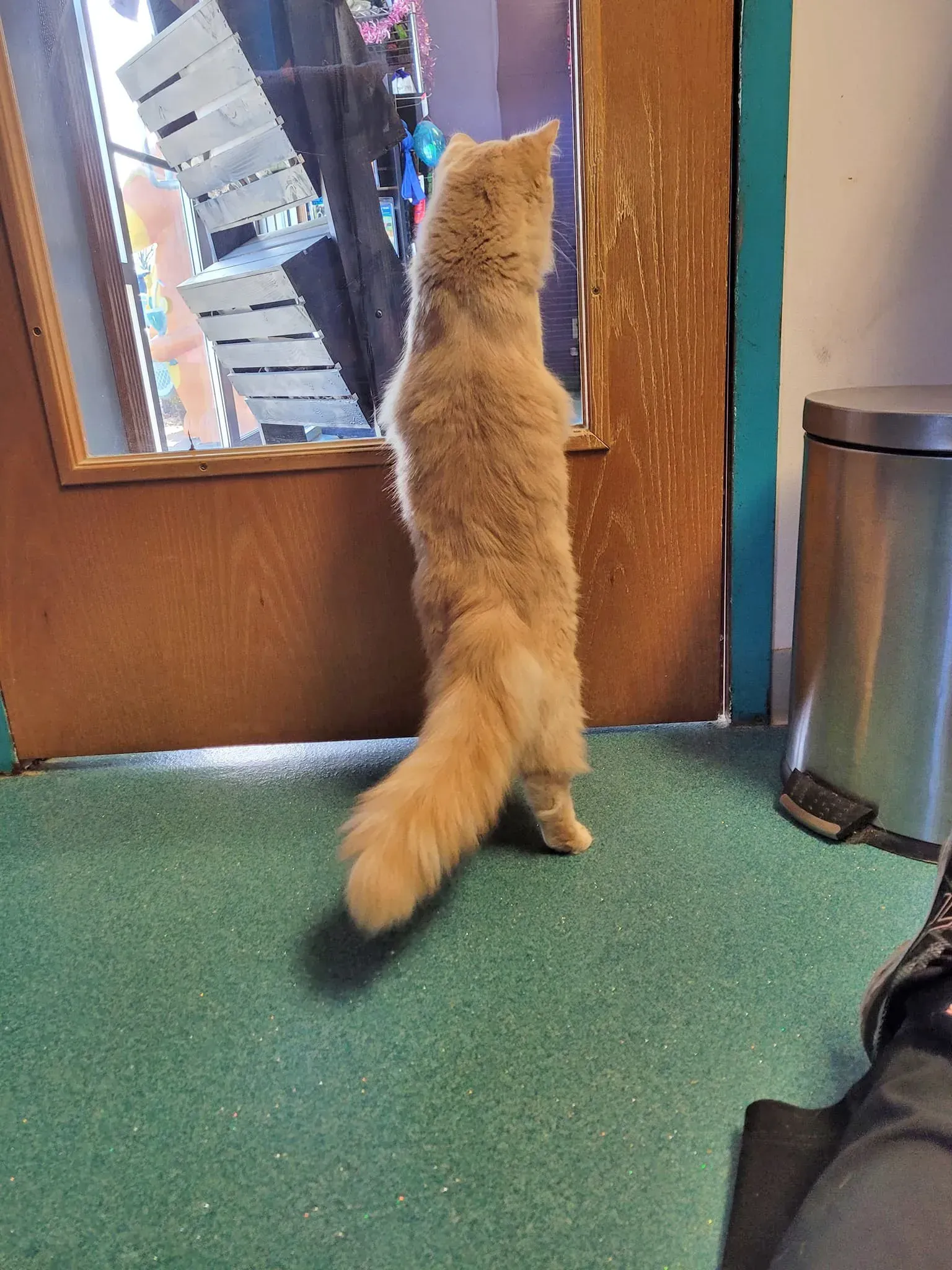 Orange cat standing on hind legs looking out a window in a room with green carpet