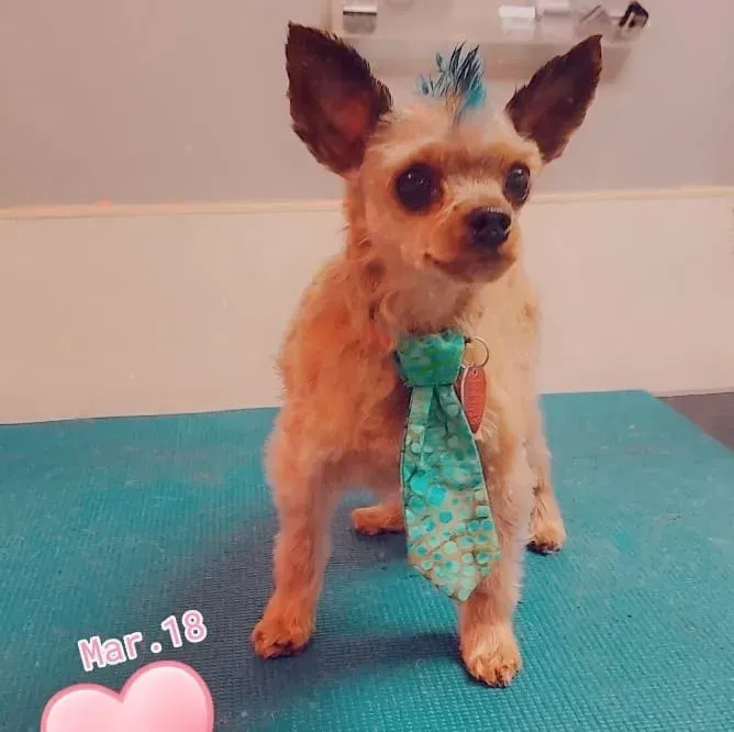 Small tan dog with large ears wearing a teal tie, standing on a grooming table
