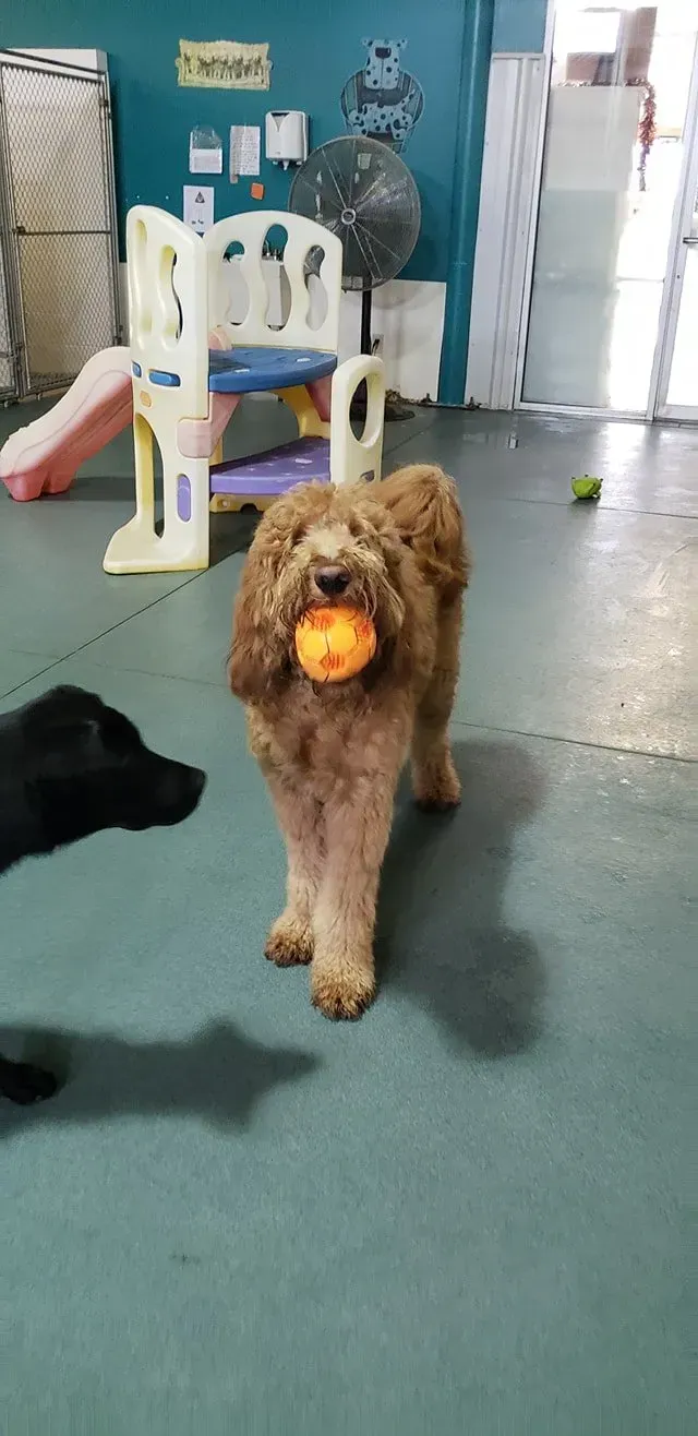 Brown poodle walking indoors with an orange ball in its mouth, near white chairs and a black dog