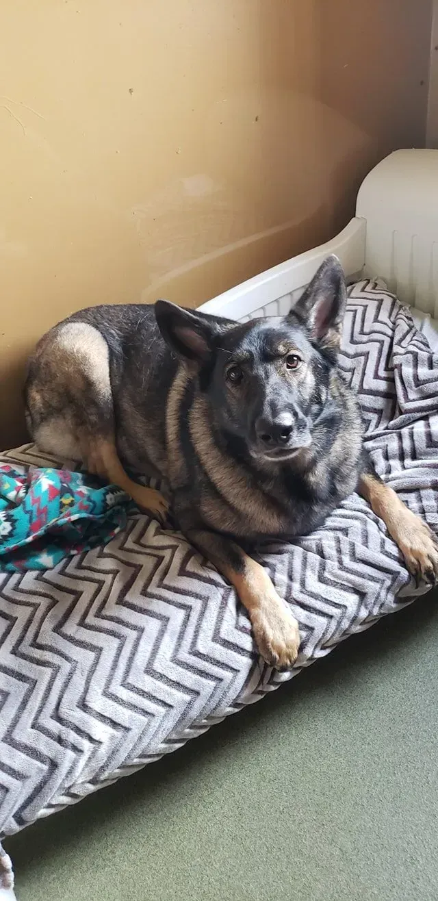 Large dog lying on a patterned bed beside a tan wall and couch armrest