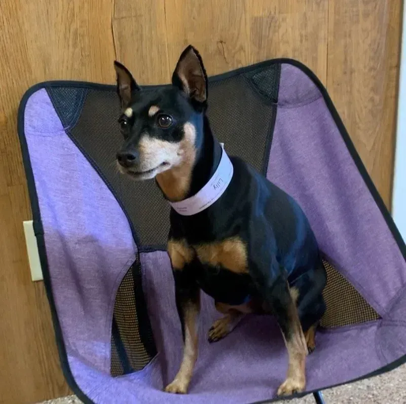 Black and tan dog sitting in a purple mesh pet pen indoors