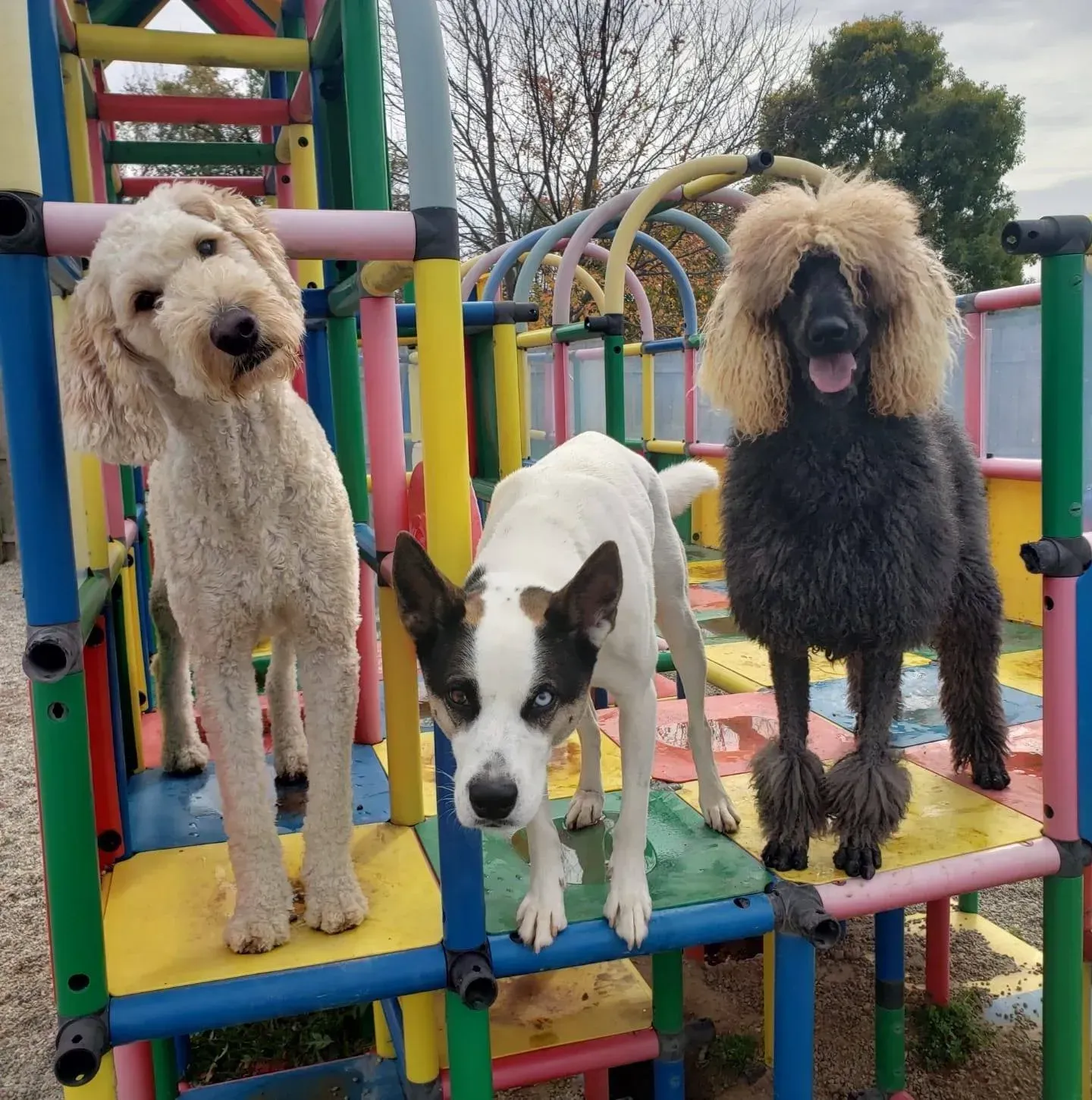 Three dogs standing on colorful playground equipment outdoors