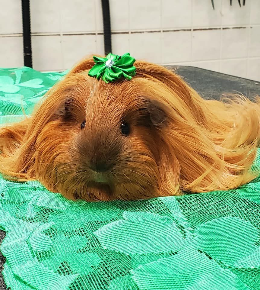 Long-haired brown guinea pig with a green bow resting on a green patterned blanket