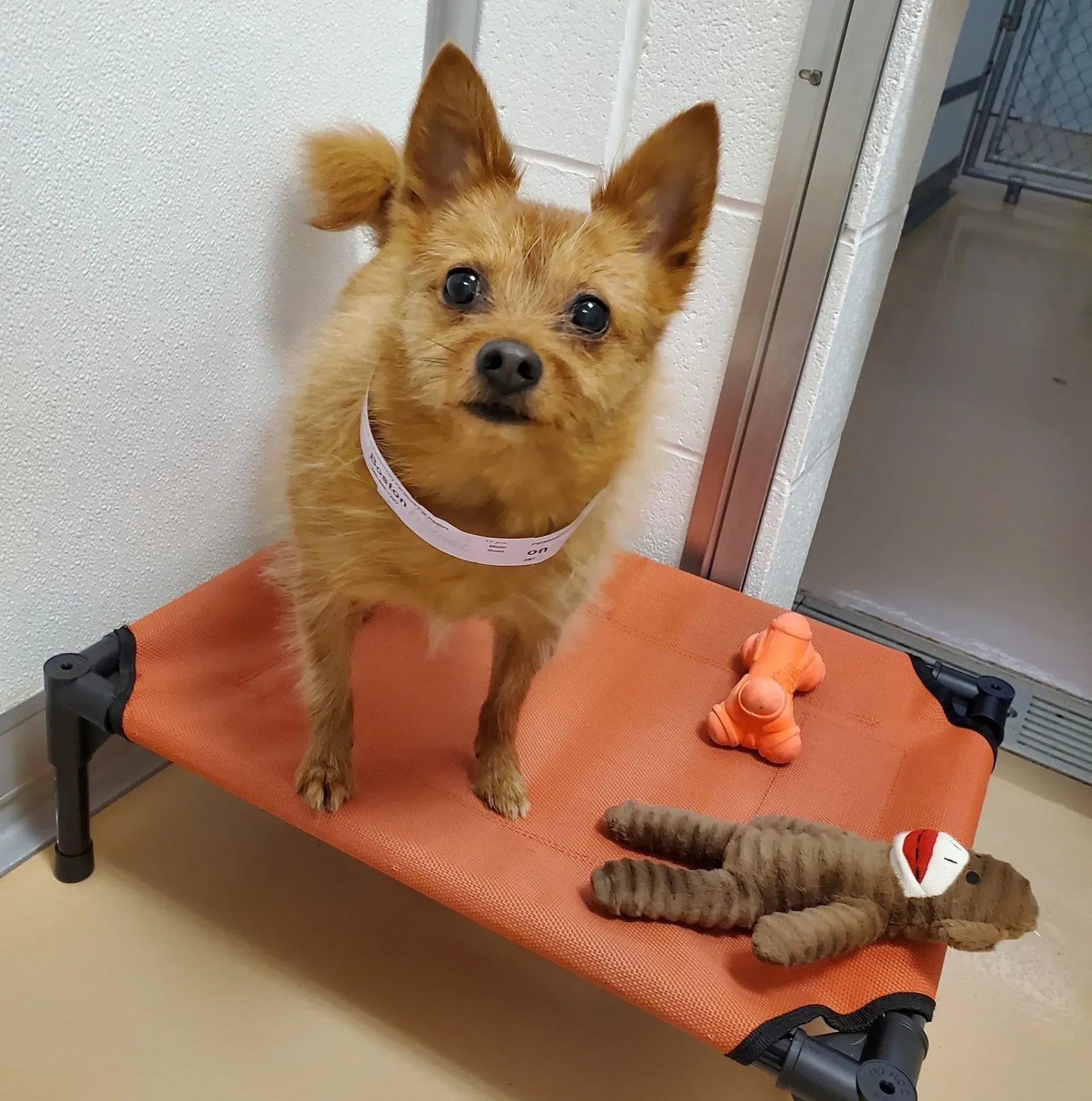 Small tan dog with pink collar standing on an orange cot, with plush toys nearby, in a kennel room.